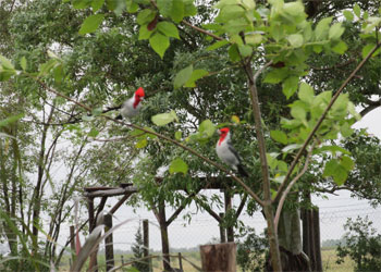 pareja de cardenales en un árbol