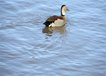 rio gualeguaychu pato siriri