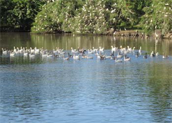 patos en el río