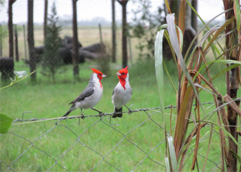 pareja de cardenales